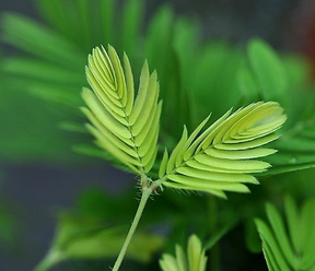 Herba Mimosae Pudicae Extract Herba Mimosae Pudicae Extract