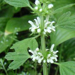 Horehound Extract Horehound Extract