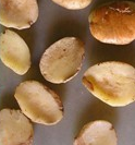 Irvingia Gabonensis Seed Extract Irvingia Gabonensis Seed Extract