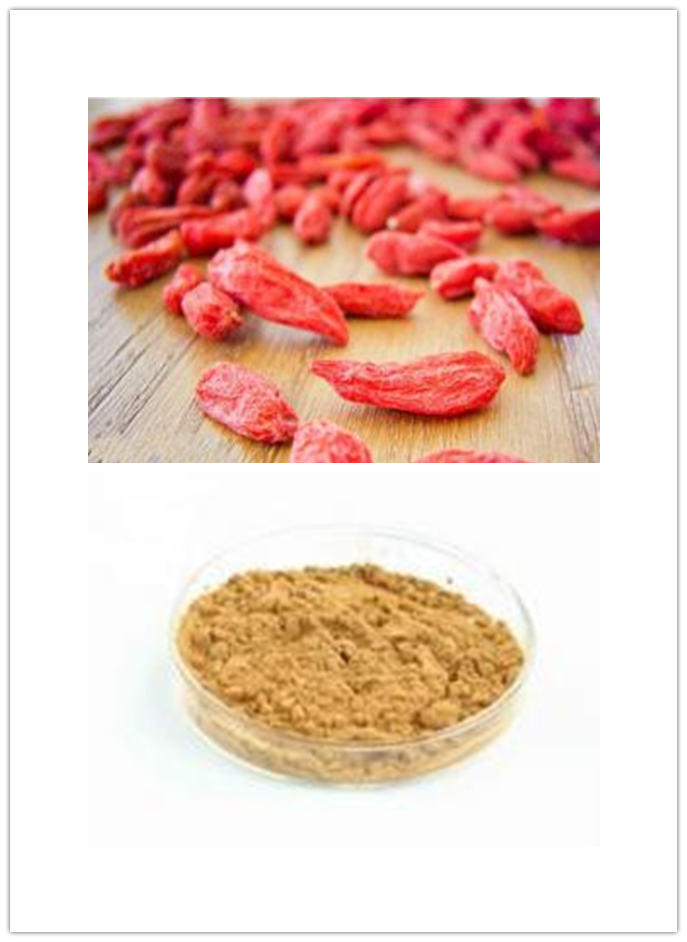 Lycium barbarum L Lycium barbarum L