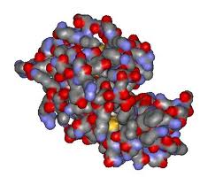 Lysozyme Lysozyme