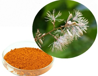 Macleaya cordata Extract Macleaya cordata Extract