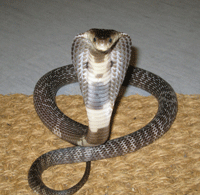 Naja Naja atra(Chinese Cobra) Naja Naja atra(Chinese Cobra)