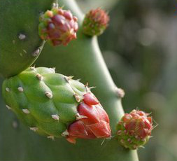Nopal Cactus Extract Nopal Cactus Extract