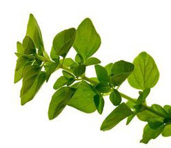 Oregano Extract Oregano Extract