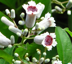 Paederia Scandens Extract Paederia Scandens Extract