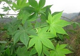 Pure Rubus Suavissimus Extract Pure Rubus Suavissimus Extract