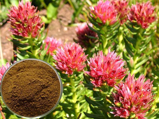 Rhodiola rosea Extract Rhodiola rosea Extract