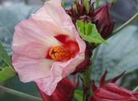 Roselle calyx Extract Roselle calyx Extract