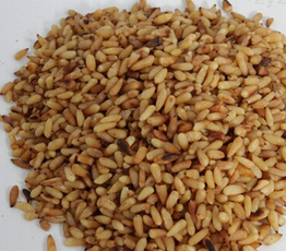 Seman Platycladi Extract Seman Platycladi Extract