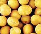 Soybean Extract Soybean Extract
