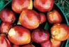 Spina Date Seed Extract Spina Date Seed Extract