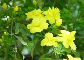 Sweet Clover Extract Sweet Clover Extract