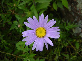 Tatarian Aster Extract Tatarian Aster Extract