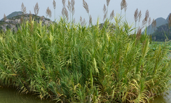 Wild reed extract Wild reed extract