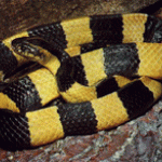 Bungarus fasciatus