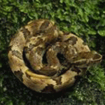 Vipera russelli siamensis