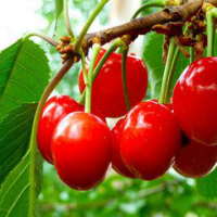 Acerola Cherry Extract