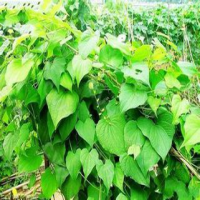 Dioscorea Septemloba Extract