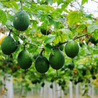 Mongolian snakegourd fruit extract