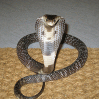 Naja Naja atra(Chinese Cobra)