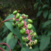 Pokeberry Root Extract