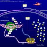 Clomocycline